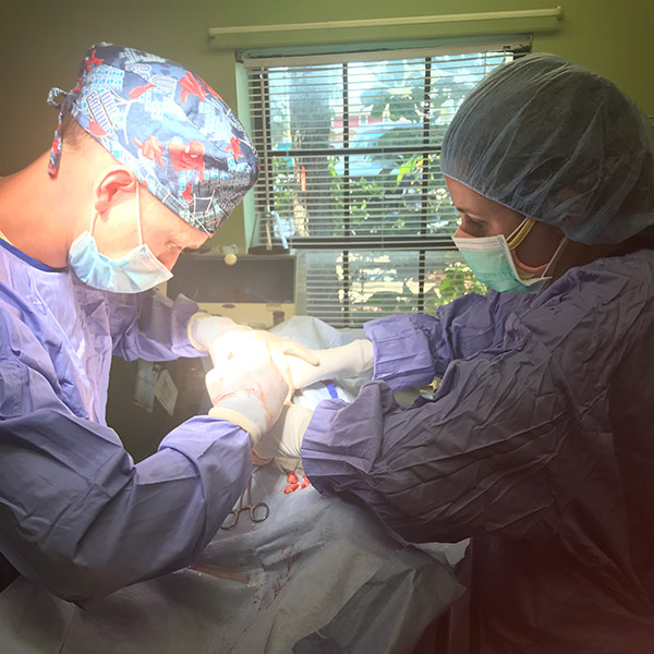 veterinary team performing surgery
