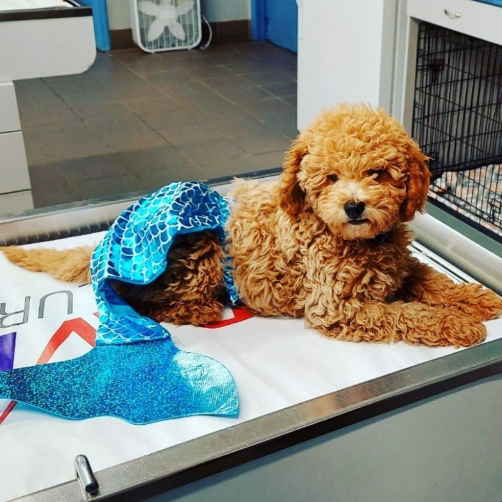 Vero Beach, FL 32960 Veterinary Appointment Mermaid Vet Hospital