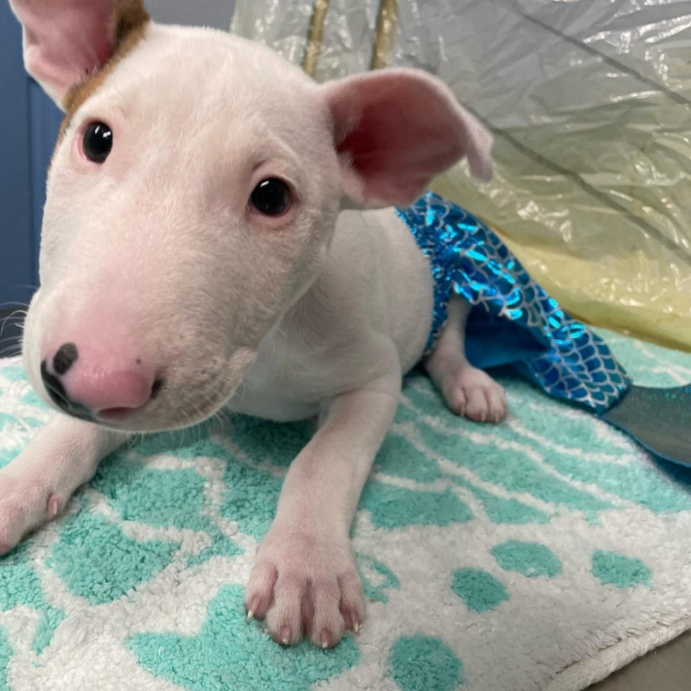 Vero Beach, FL 32960 Veterinary Reviews Mermaid Vet Hospital