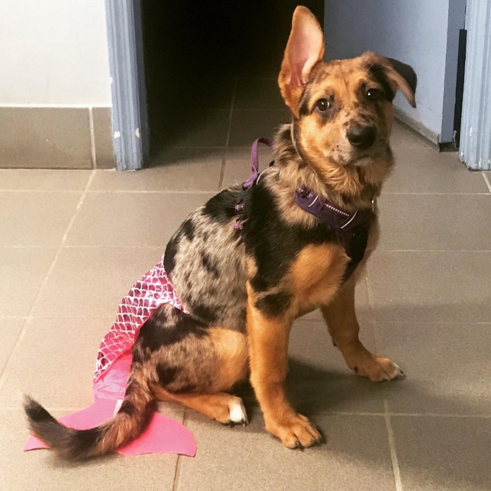 Mermaid Vet Gallery Vet Hospital In Vero Beach, FL 32960