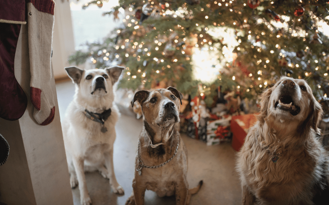 4 Holiday DIY Pet Toy Ideas