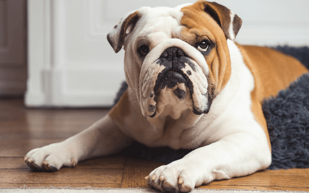 Is It Ever Safe to ‘Wait and See’ When My Pet Is Sick? A Vet Explains