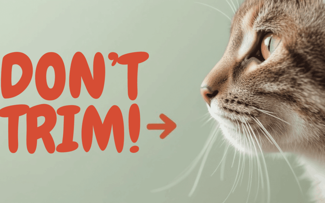 Is It Bad If My Dog or Cat’s Whiskers Get Trimmed? A Veterinarian Explains