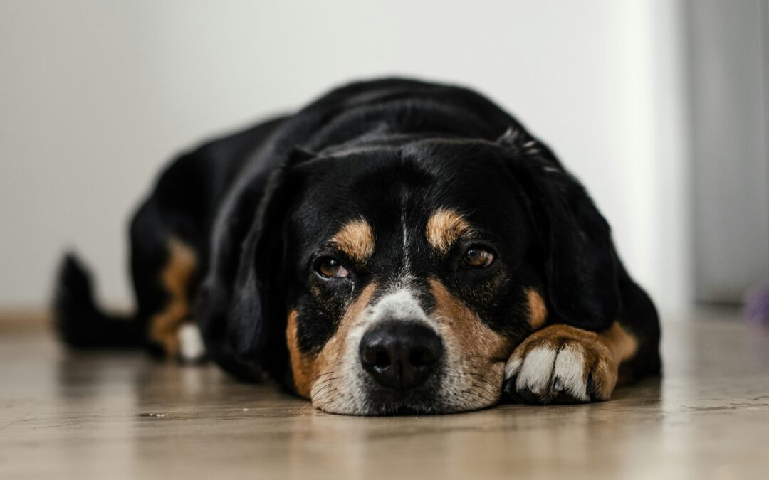Hidden Signs of Pain in Dogs: What Most Pet Owners Miss