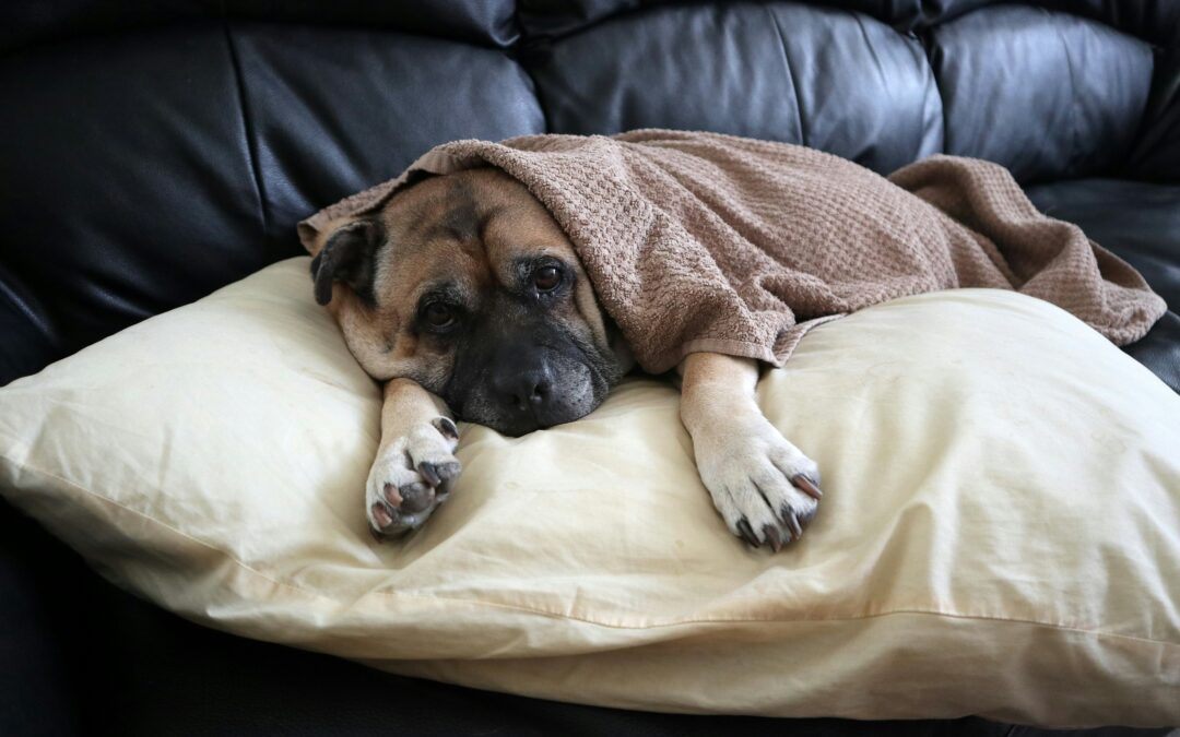 Can I Give My Dog Ibuprofen for Pain?